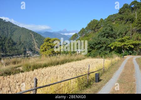 La route de campagne d'Amankora Punakha, Bhoutan Banque D'Images