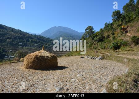 Agriculture traditionnelle dans la vallée de la rivière Punakha, Bhoutan Banque D'Images