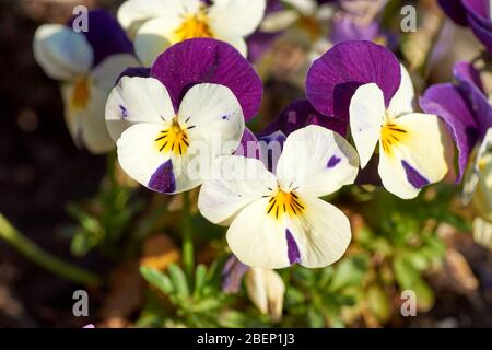 Violette de printemps colorée cornuta photographiée dans le jardin. Banque D'Images