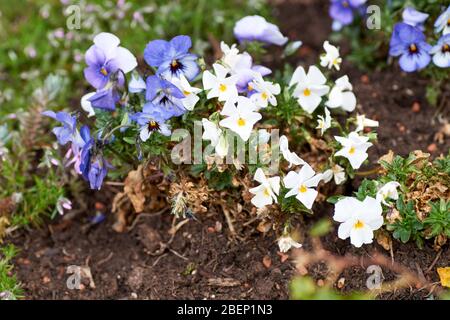 Violette de printemps colorée cornuta photographiée dans le jardin. Banque D'Images