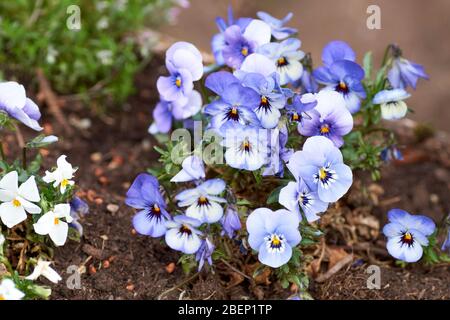 Violette de printemps colorée cornuta photographiée dans le jardin. Banque D'Images