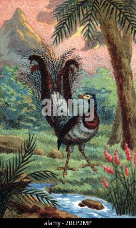 Ornithologie : 'Représentation menure lyre ou menure superbe (oiseau-lyre) (Menura novaehollandiae)' (superbe lyrebird) Chromolithographe du 19ème ce Banque D'Images