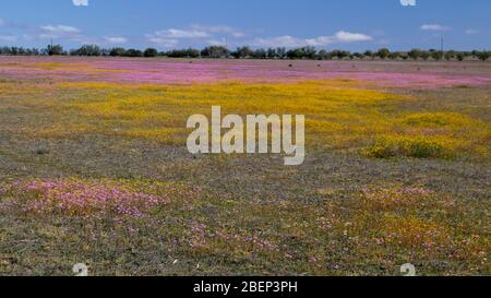 Des fleurs sauvages naturelles s'affichent près de Nieuwoudtville, au nord du Cap, en Afrique du Sud Banque D'Images