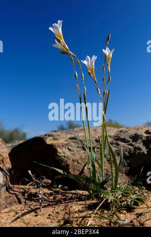 Des fleurs sauvages naturelles s'affichent près de Nieuwoudtville, au nord du Cap, en Afrique du Sud Banque D'Images