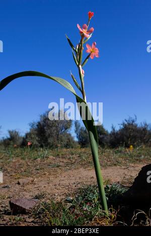 Des fleurs sauvages naturelles s'affichent près de Nieuwoudtville, au nord du Cap, en Afrique du Sud Banque D'Images