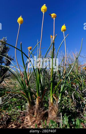 Des fleurs sauvages naturelles s'affichent près de Nieuwoudtville, au nord du Cap, en Afrique du Sud Banque D'Images