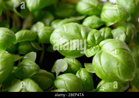 Microgreens de graines de basilic dépoché. Gros plan. Germes en croissance. Épices italiennes. Banque D'Images