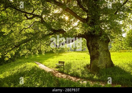 Un banc orphelin sous un vieux chêne dans le parc Jenisch, une partie du sanctuaire de la nature Flottbektal. C'est l'un des 35 sanct nature Banque D'Images