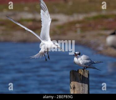 Poupe sandwich adulte volant avec un poisson pour nourrir un poussin assis sur un poteau. Prise à Lodmoor nature Reserve Royaume-Uni Banque D'Images