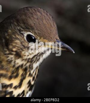 Gros plan photo de la tête d'UNE Grive de chanson, Turdus Philomelos. Prise à Blashford Lakes UK Banque D'Images