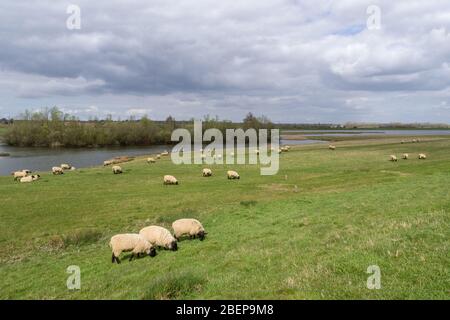 Vue sur les terrains de Washington de Northampton, à côté de la rivière Nene, une importante réserve naturelle et un site d'observation des oiseaux, Northampton, Royaume-Uni Banque D'Images