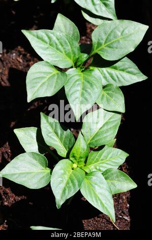 les plantules de poivre de plantes d'agriculteur plongées au printemps Banque D'Images