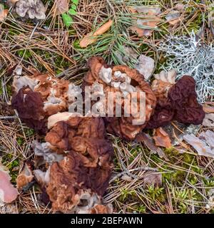 Photo avec champignons morels communs (Morchella esculenta) Banque D'Images