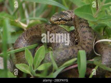 Très rare Royaume-Uni Snake lisse, Coronella austriaca, enroulé sur le sol dans le Grass.UK Banque D'Images