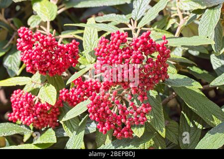 Baies rouges sur une brousse de Cotoneaster. Banque D'Images