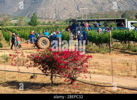 Une équipe de travailleurs agricoles se déplace avec un tracteur dans un vignoble de Stellenbosch. S'il y a une chose pour laquelle Stellenbosch est célèbre, c'est le vin. Il y a des centaines de domaines dispersés dans la périphérie de la ville, dont beaucoup produisent des vins de classe mondiale. Banque D'Images