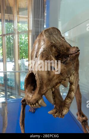 Crâne d'une grotte hyena (höhlenhyäne) squelette fossile exposé dans le musée Siegsdorf Mammoth, Siegsdorf, Bavière, Allemagne. Banque D'Images