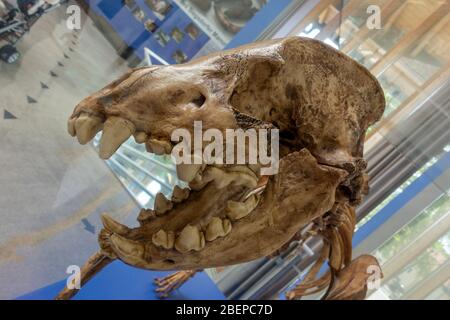 Crâne d'une grotte hyena (höhlenhyäne) squelette fossile exposé dans le musée Siegsdorf Mammoth, Siegsdorf, Bavière, Allemagne. Banque D'Images