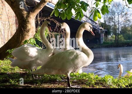 Windsor, Berkshire, Royaume-Uni. 15 avril 2020. Les cygnes étaient occupés à courtiser ce matin au soleil tôt le matin après le lever du soleil. Crédit : Maureen McLean/Alay Live News Banque D'Images