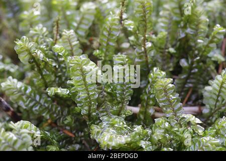 Plagiochila asplenioides, connue sous le nom de mousse de Featherwort Banque D'Images