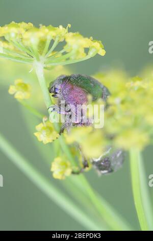 Cetonia aurata, le chasue vert de rose, se nourrissant sur le parsnip, Pastinaca sativa Banque D'Images