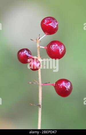 Maianthemum bifolium, connu sous le nom de May Lily ou False Lily de la vallée, plante venimeuse sauvage de Finlande Banque D'Images