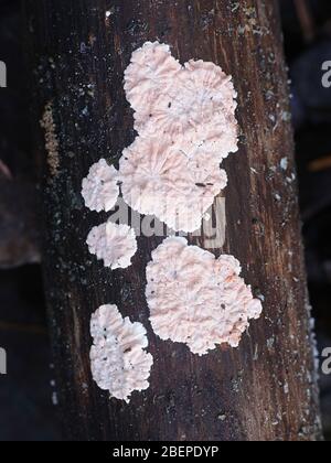 Corticium roseum, principal pathogène végétal des arbres de pêche et de nectarine, cète croute sans nom anglais commun de la Finlande Banque D'Images