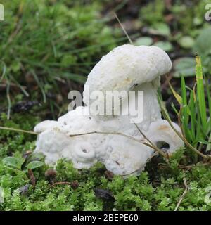 Boléte ou moule à boléte, Hypomomyces chrysospermus, un champignon ascomycète parasite qui pousse sur les champignons bolétiques Banque D'Images