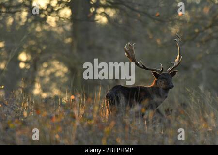 Fadlow cerf en couleurs d'automne Banque D'Images