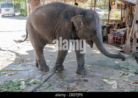 Gros plan photo d'éléphant de bébé entraîné par le pied Banque D'Images