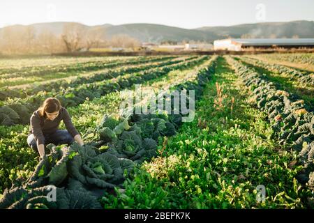 Femme agriculteur agronome inspectant les cultures de chou qui poussent dans le champ agricole.production végétale.croissance écologique durable.examen des jeunes cultures,qualité Banque D'Images