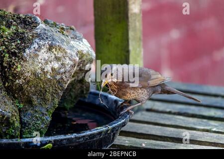 Blackbird. Turdus merula (Turdidae) dans un plateau d'eau, une arrière-cour à Northampton, Angleterre, Royaume-Uni. Banque D'Images