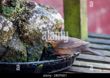 Blackbird. Turdus merula (Turdidae) dans un plateau d'eau, une arrière-cour à Northampton, Angleterre, Royaume-Uni. Banque D'Images