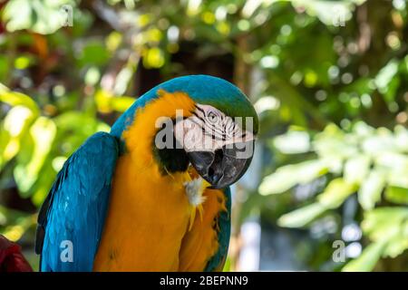 La macaw de scarlet est le nom de cet oiseau, connu sous le nom de perroquet vrai et le nom scientifique est psittacoidée