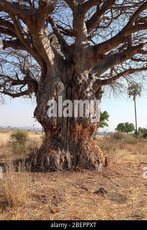 Tree dommages, causés par les éléphants de Tanzanie, Afrique Banque D'Images