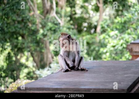 Des singes macaques mangeant du crabe enlevant des nits ou des poux de leur singe, connu sous le nom de ' Macaca fascicularis ' Banque D'Images