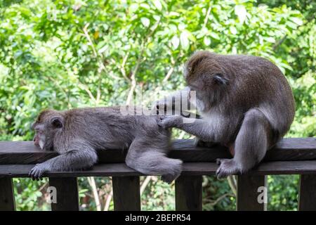 Des singes macaques mangeant du crabe enlevant des nits ou des poux de leur singe, connu sous le nom de ' Macaca fascicularis ' Banque D'Images