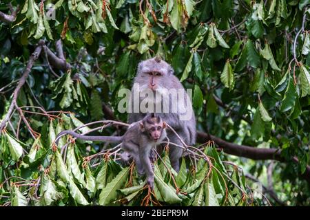 Des singes macaques mangeant du crabe enlevant des nits ou des poux de leur singe, connu sous le nom de ' Macaca fascicularis ' Banque D'Images