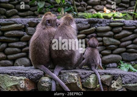 Des singes macaques mangeant du crabe enlevant des nits ou des poux de leur singe, connu sous le nom de ' Macaca fascicularis ' Banque D'Images