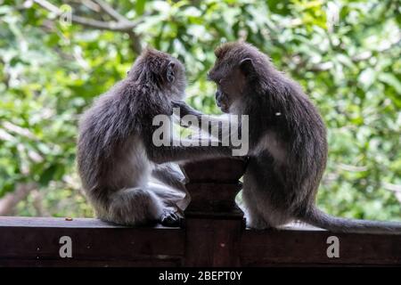 Des singes macaques mangeant du crabe enlevant des nits ou des poux de leur singe, connu sous le nom de ' Macaca fascicularis ' Banque D'Images