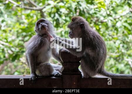 Des singes macaques mangeant du crabe enlevant des nits ou des poux de leur singe, connu sous le nom de ' Macaca fascicularis ' Banque D'Images