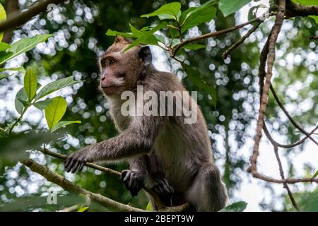 Des singes macaques mangeant du crabe enlevant des nits ou des poux de leur singe, connu sous le nom de ' Macaca fascicularis ' Banque D'Images