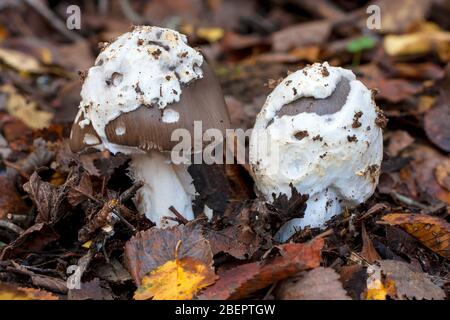 L'Amanita Vaginata poussant dans le sol de la forêt en automne Banque D'Images