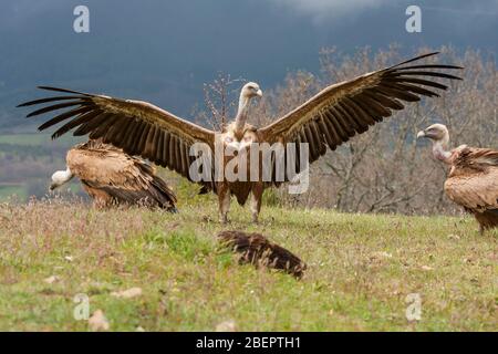 Vautour fauve ( Gyps fulvus ) perché sur le plancher avec les ailes ouvertes Banque D'Images