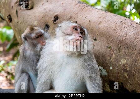 Des singes macaques mangeant du crabe enlevant des nits ou des poux de leur singe, connu sous le nom de ' Macaca fascicularis ' Banque D'Images