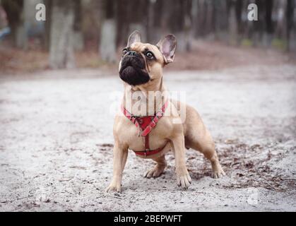 Adorable Bouledog de couleur fraye dans la forêt. Banque D'Images