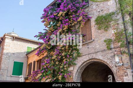 Bougainvillea à fleurs rouges devant une maison à Sirmione Banque D'Images