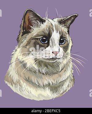 Portrait coloré de dessin main vectoriel de chat de ragdoll. Portrait rétro réaliste de chat. Illustration vectorielle vintage isolée sur fond violet.image Illustration de Vecteur