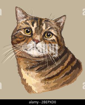 Portrait coloré vectoriel de chat à la main. Portrait rétro réaliste de tabby Cat. Illustration vectorielle vintage isolée sur fond beige. Image g Illustration de Vecteur