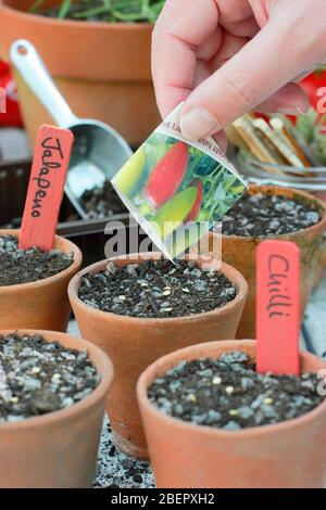 Capsicum annuum var. Annuum Jalapeno. Semer les graines de Chili dans un mélange de grain et de compost de drainage libre au printemps. ROYAUME-UNI Banque D'Images